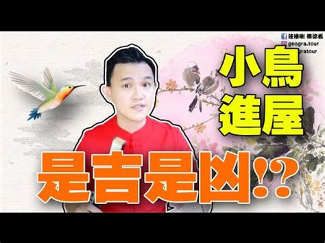 小鳥飛進店裡|【有鳥飛來家裡】鳥兒飛進家裡：吉兆還是兇兆？聽聽閻王爺的暗。